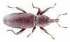Torneuma liguricum
